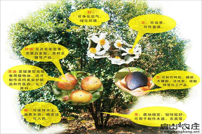 中國嫁接油茶苗說明