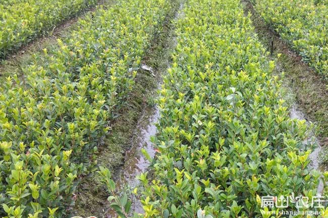 衡陽高產(chǎn)油茶苗基地