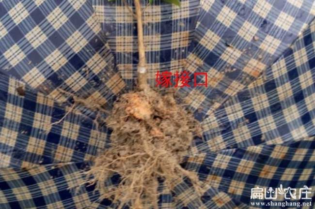 豐產(chǎn)油茶苗根系發(fā)達(dá)