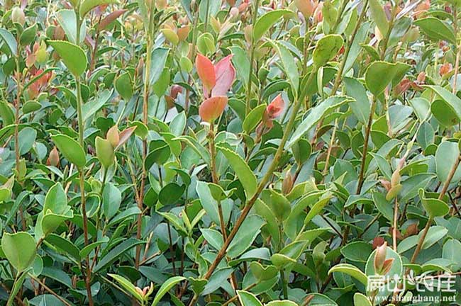 張家界2024油茶苗批發(fā)基地(慈利桑植縣永定武陵源）