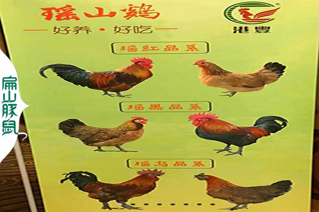 港豐瑤山雞品種.jpg