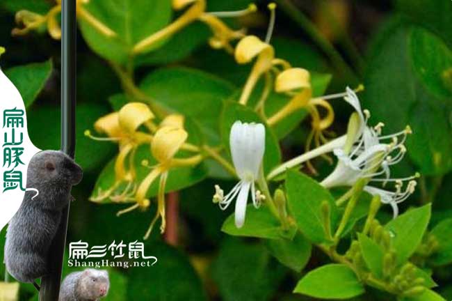 恩施人想養(yǎng)蜂哪里有技術(shù)培訓鄂州孝感蜂群批發(fā)