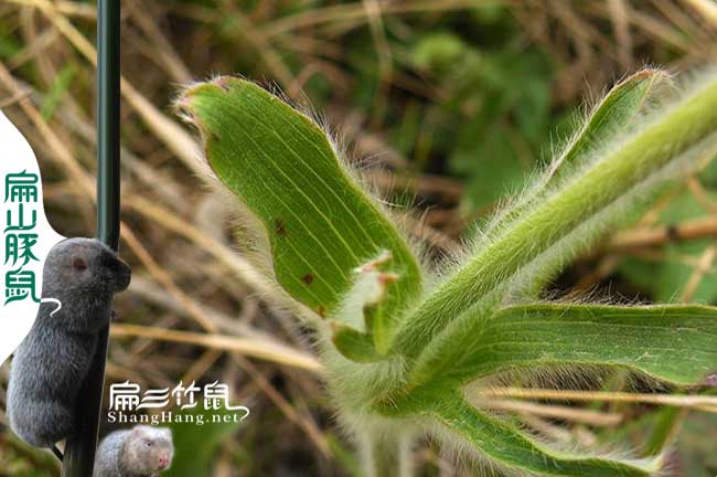 中藥對竹鼠溫度