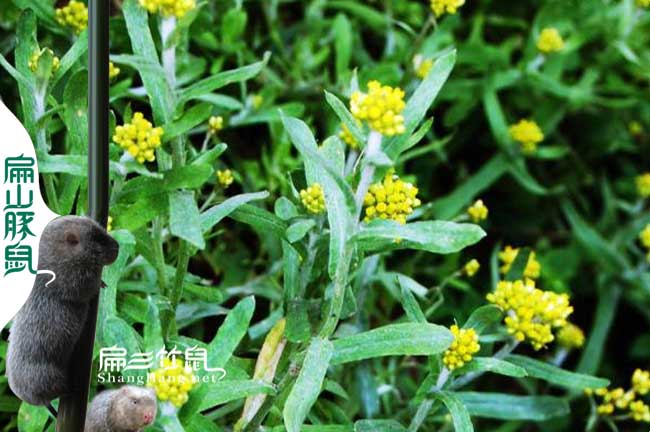 廣東云南竹鼠腸炎中藥白頭翁