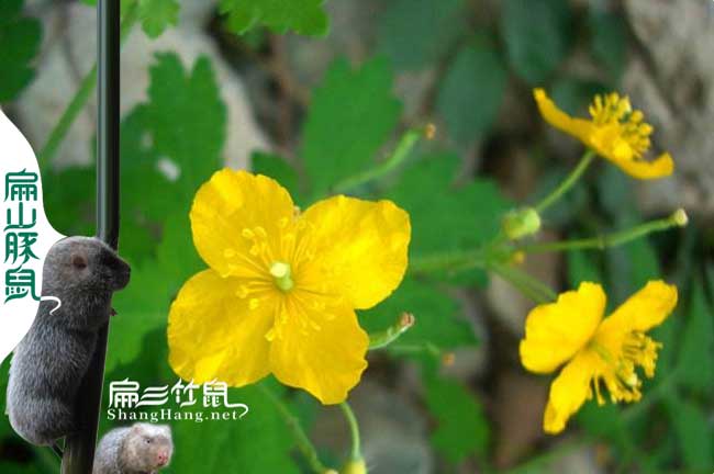 武平蜜蜂養(yǎng)殖基地