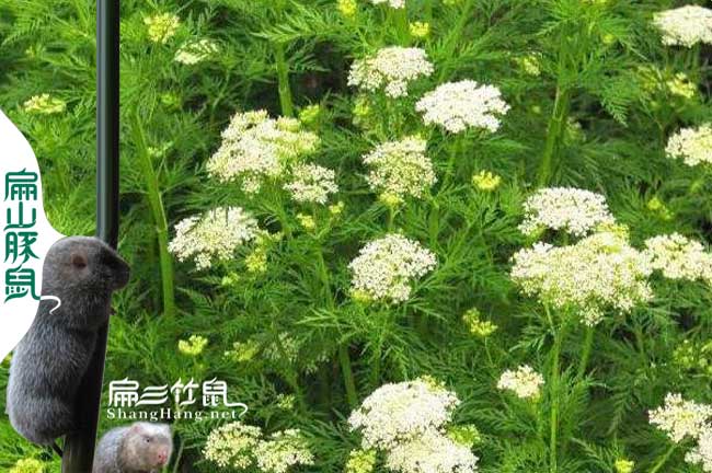 孝感蜂蜜養(yǎng)殖技術(shù)培訓(xùn)