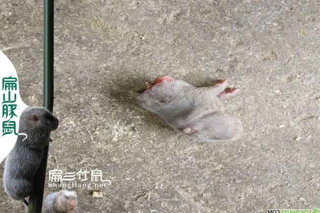 母咬仔竹鼠問(wèn)題