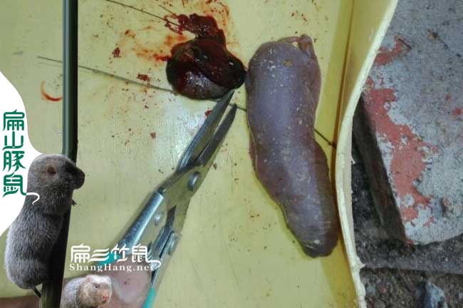 竹鼠吃仔問(wèn)題