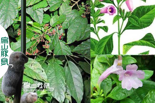 預(yù)防竹鼠腸炎中藥大青葉