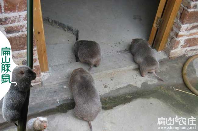 廣西竹鼠種苗上門收購