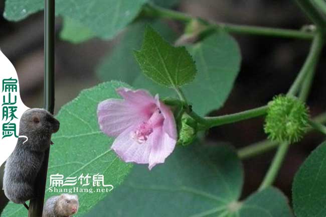 廣西竹鼠腸炎中藥地桃花