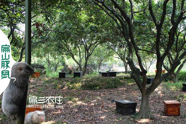 九江蜜蜂養(yǎng)殖