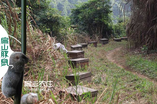 漳平蜜蜂養(yǎng)殖合作社