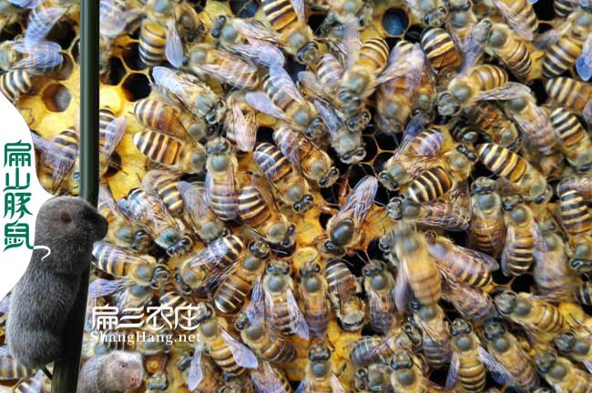 吉安蜜蜂養(yǎng)殖技術培訓