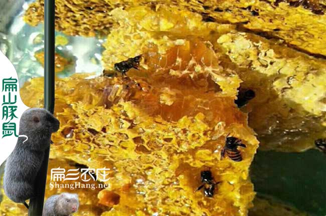 撫州蜂巢蜜批發(fā)