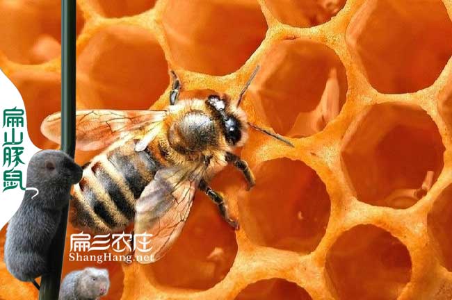 吉安蜂蜜批發(fā)