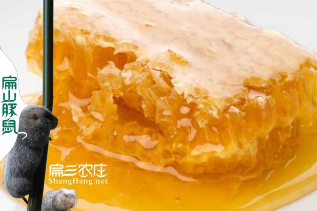 龍巖大中的蜜蜂養(yǎng)殖基地
