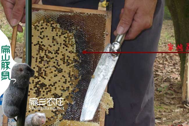 仙桃蜂蜜養(yǎng)殖