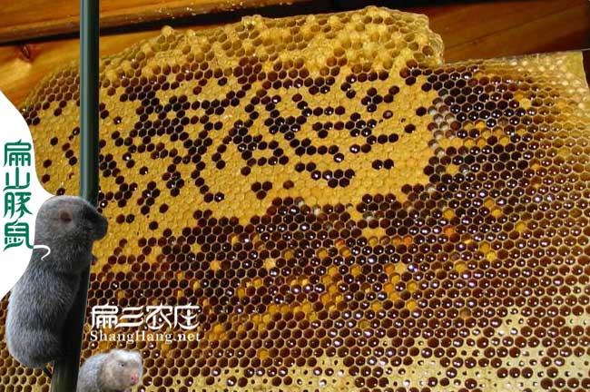 蜂蜜養(yǎng)殖