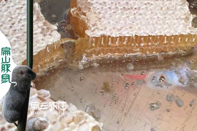 天門蜂蜜批發(fā)