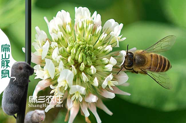 江西廣西白紅花大果油茶種植和蜜蜂一起養(yǎng)殖實現(xiàn)高產(chǎn)-扁山油茶