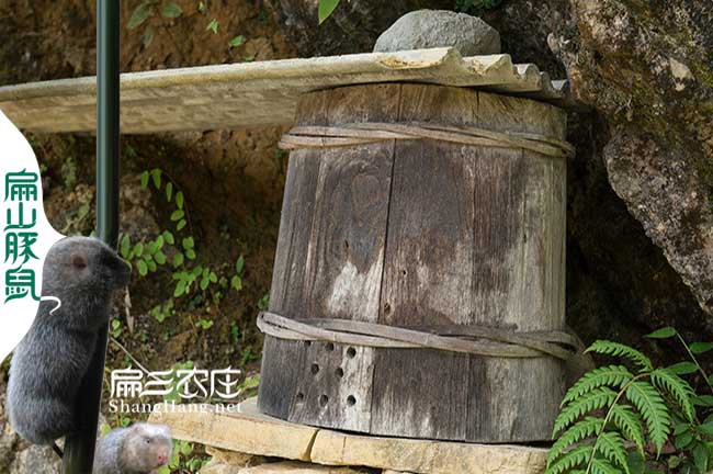潛江蜂群批發(fā)