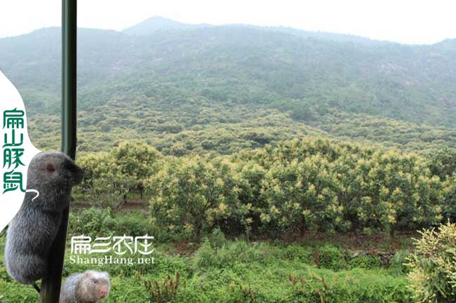 福建蜜蜂養(yǎng)殖技術培訓