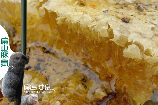 湖北養(yǎng)殖蜜蜂