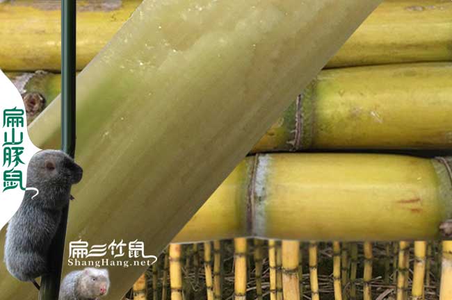 保靖竹鼠養(yǎng)殖甘蔗