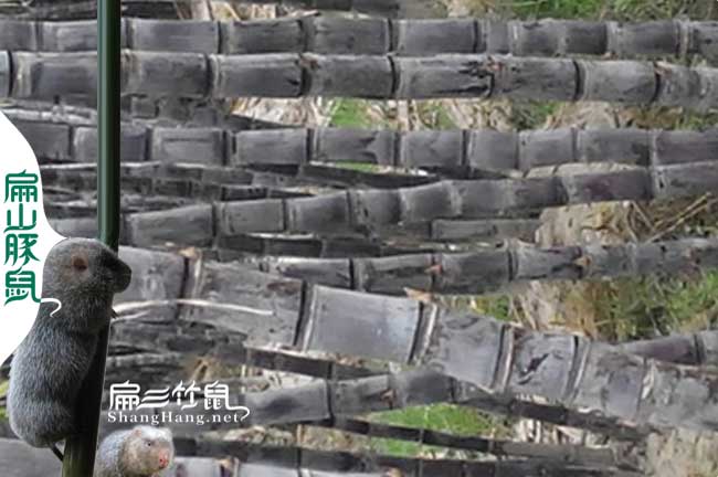 臺(tái)州竹鼠種苗多少錢(qián)一對(duì)