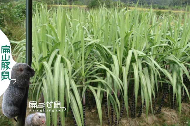 懷化辰溪竹鼠種苗批發(fā)