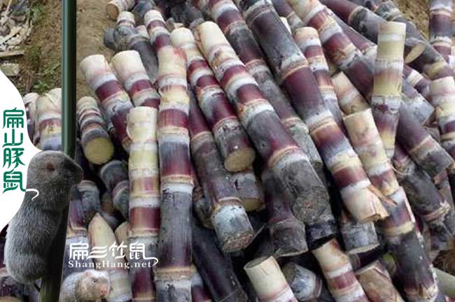 竹鼠吃甘蔗