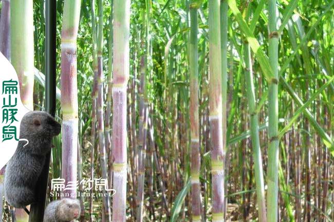臺(tái)山竹鼠專業(yè)養(yǎng)殖合作社
