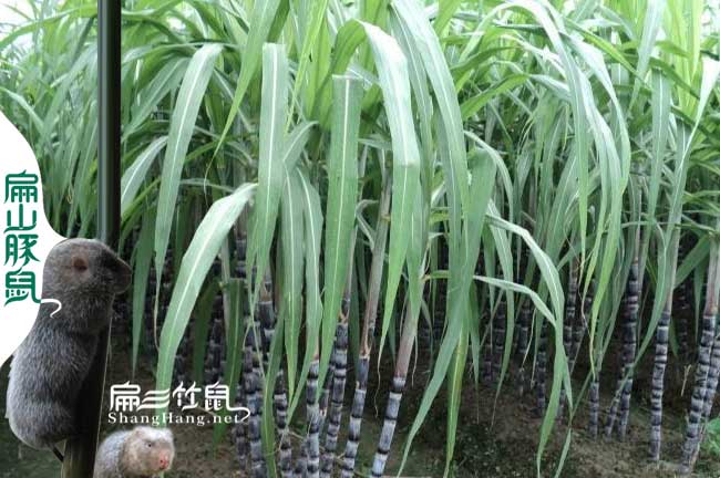 竹鼠腸炎甘蔗批發(fā)