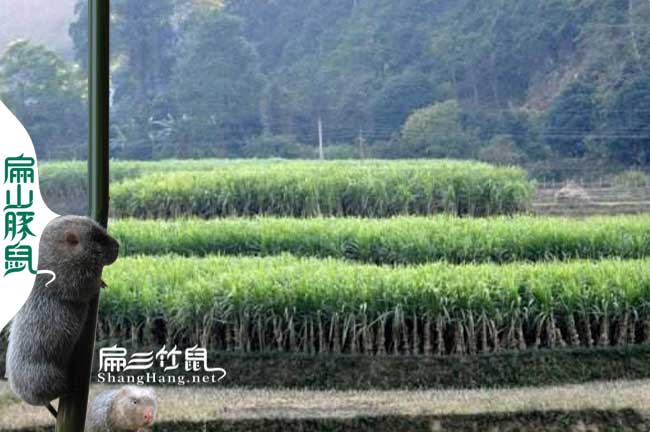 重慶竹鼠養(yǎng)殖場(chǎng)