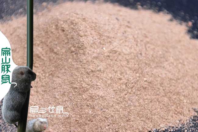 寶安竹鼠種苗批發(fā)