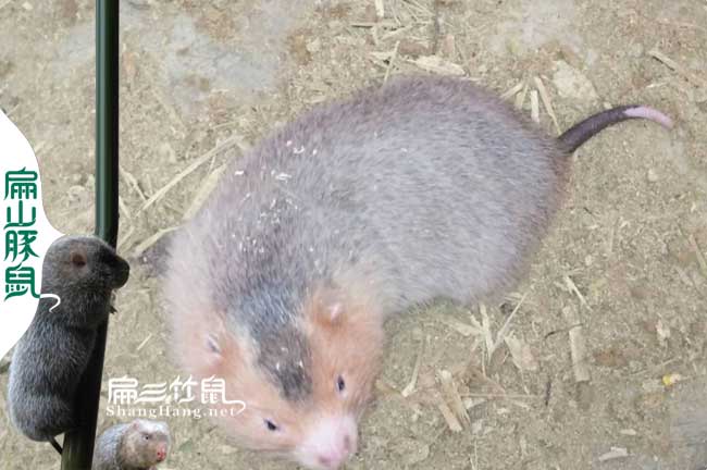 富源竹鼠養(yǎng)殖