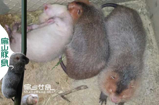 我有湖南竹鼠養(yǎng)殖場 基地批發(fā)湖南竹鼠種苗一組480元/對