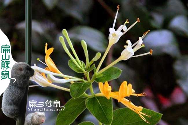 云南竹鼠腸炎中藥金銀花