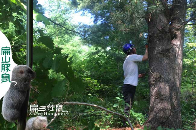 南寧松樹(shù)種植基地