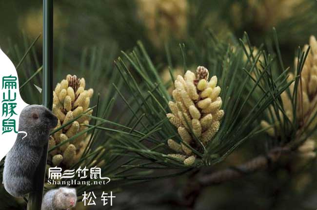 福建竹鼠腸炎中藥喂松針
