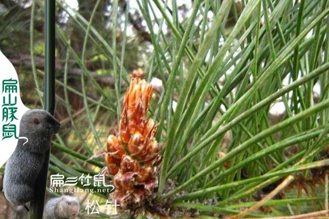 為什么銀星c紅頰竹鼠養(yǎng)殖技術(shù)牙齒原因？