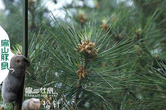 開化竹鼠養(yǎng)殖技術(shù)