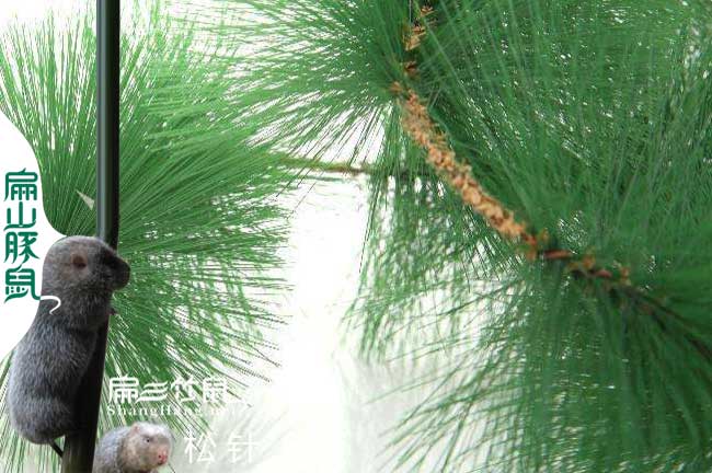 連城蜜蜂養(yǎng)殖技術