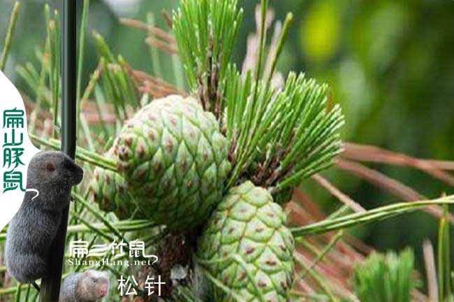 竹鼠吃松針