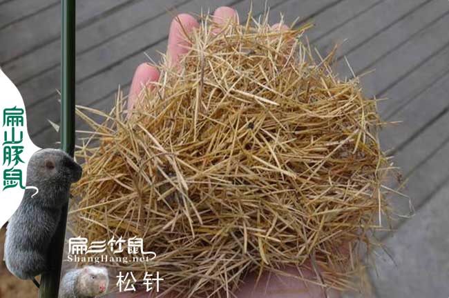 廣西竹鼠腸炎中藥喂松針