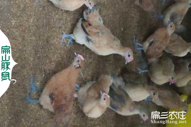 會(huì)澤竹鼠種苗