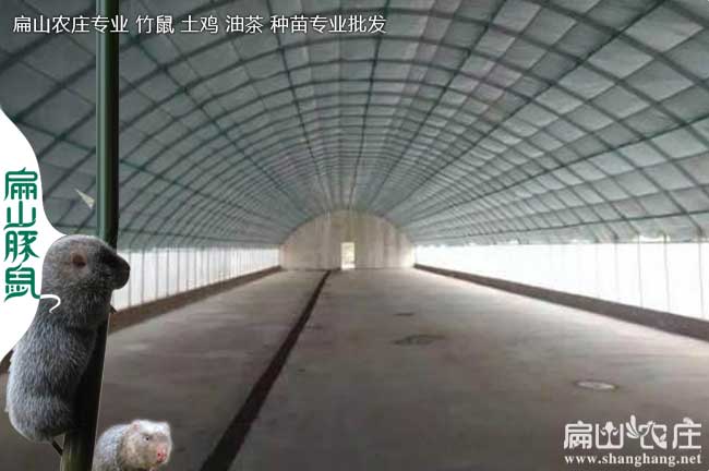 福貢竹鼠養(yǎng)殖基地