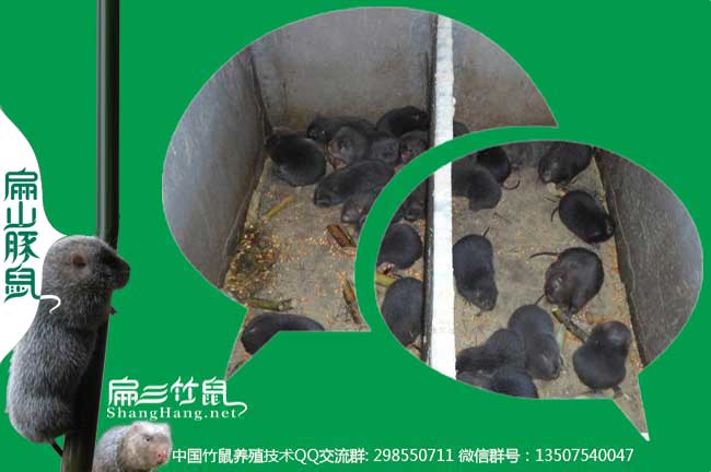 竹鼠養(yǎng)殖技術(shù)牙齒發(fā)白是什么原因