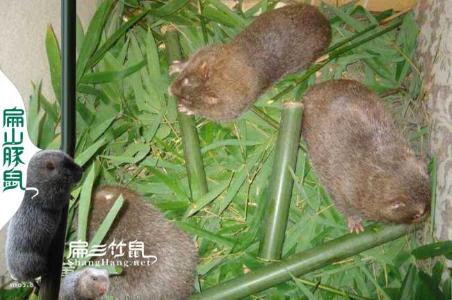 舟山養(yǎng)殖竹鼠種苗基地 浙江商品冰凍現(xiàn)殺 活體價格490元/組